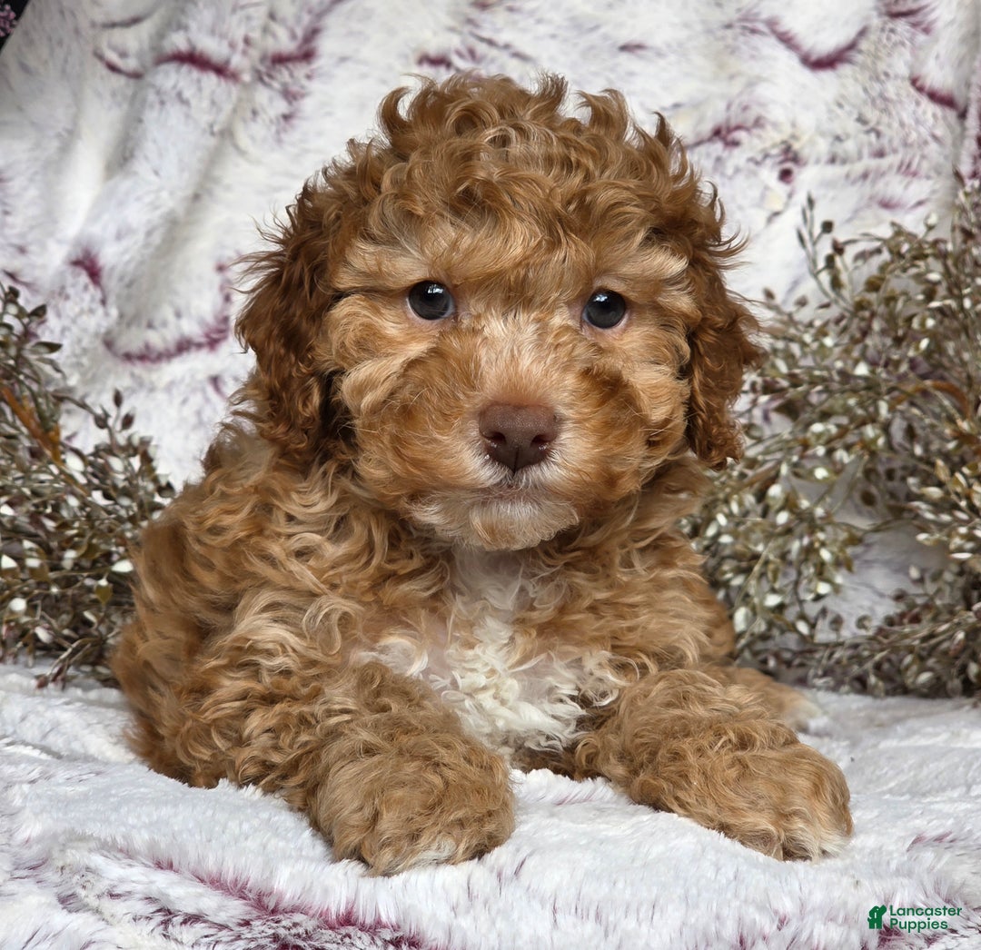 Cockapoo dogs for sale: Nero - Ad 6
