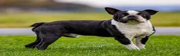 Boston Terrier dogs for sale: Jared - Ad 9