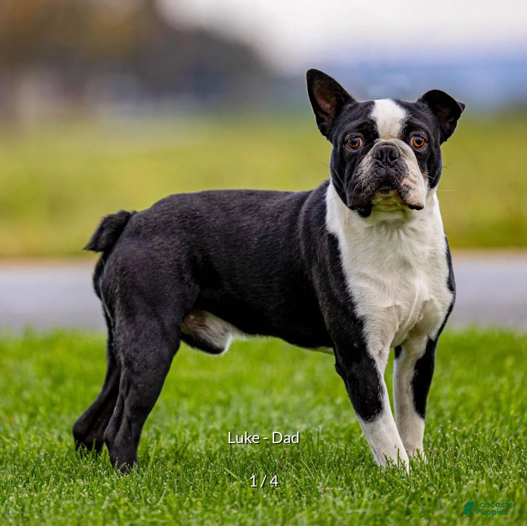 Boston Terrier dogs for sale: Jared - Ad 9