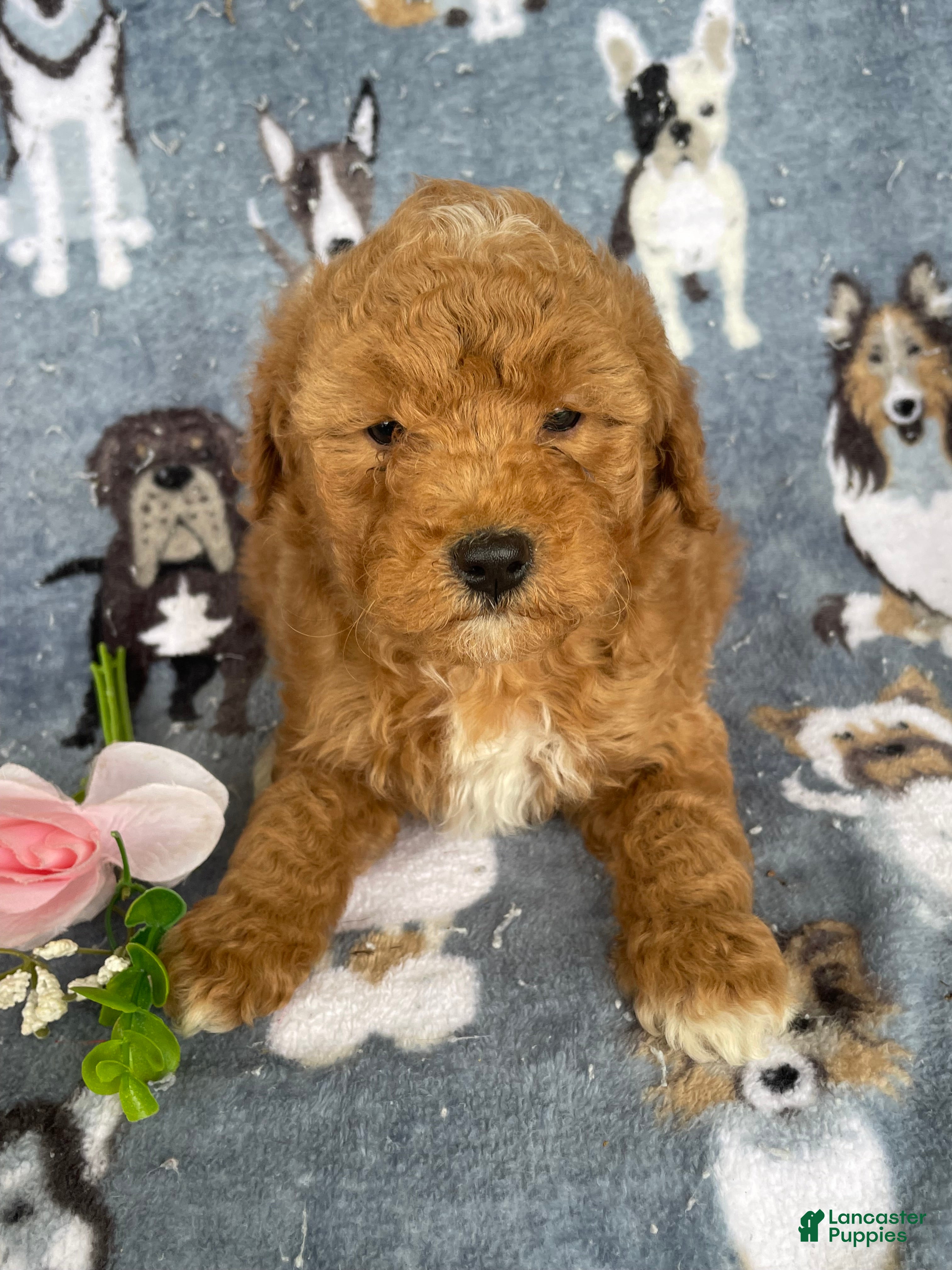 Miniature Poodle dogs Milo - Ad 16