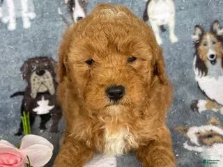 Miniature Poodle dogs Milo - Ad 14