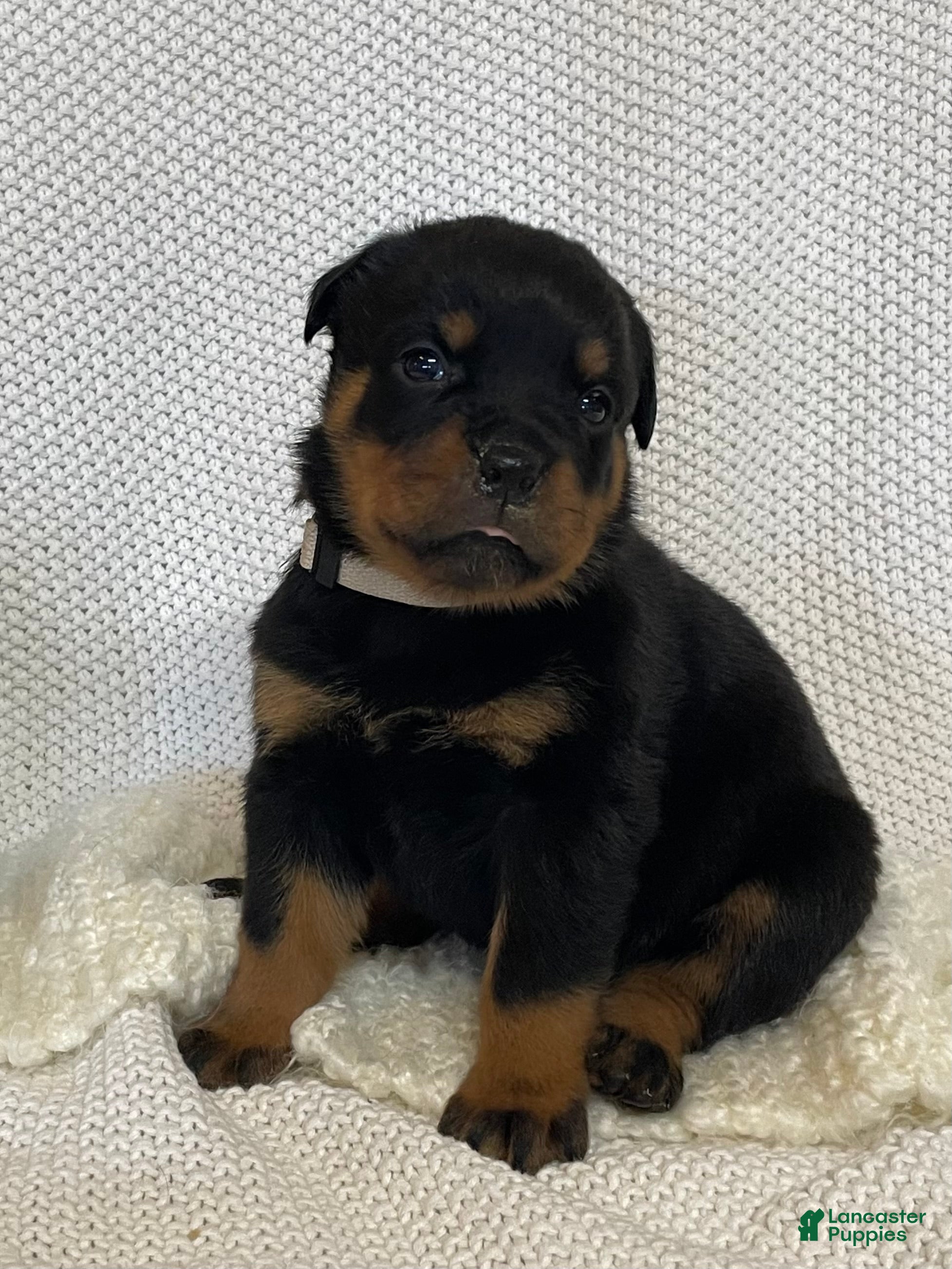 Rottweiler dogs Miss White  - Ad 1