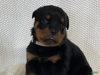 Rottweiler dogs Miss White - Ad 36