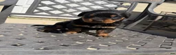 Rottweiler dogs for sale: Puppy 1 - Ad 1