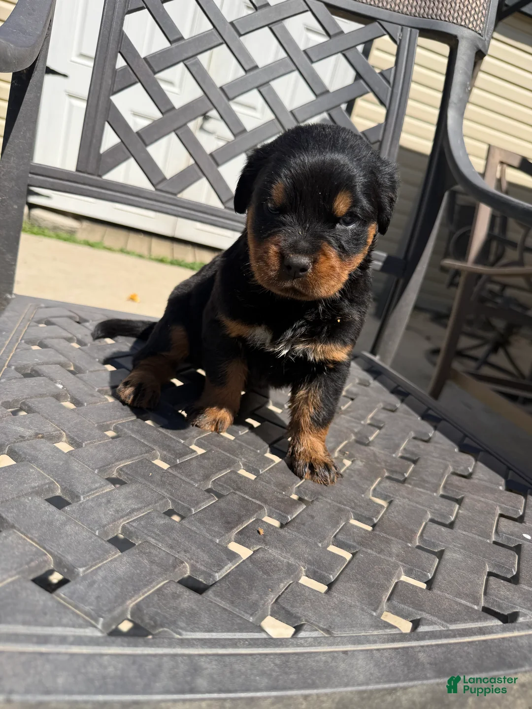 Rottweiler dogs for sale: Puppy 1 - Ad 1