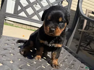 Rottweiler dogs for sale: Puppy 1 - Ad 1