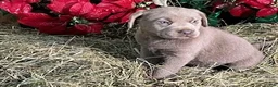 Labrador Retriever dogs for sale: Silver Labrador Retriever 4 - Ad 1