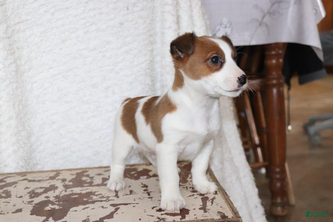 Jack Russell Terrier dogs Howie - Ad 35