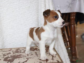 Jack Russell Terrier dogs Howie - Ad 35