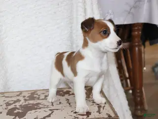 Jack Russell Terrier dogs Howie - Ad 42