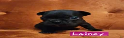 French Bulldog dogs for sale: Laney - Ad 2