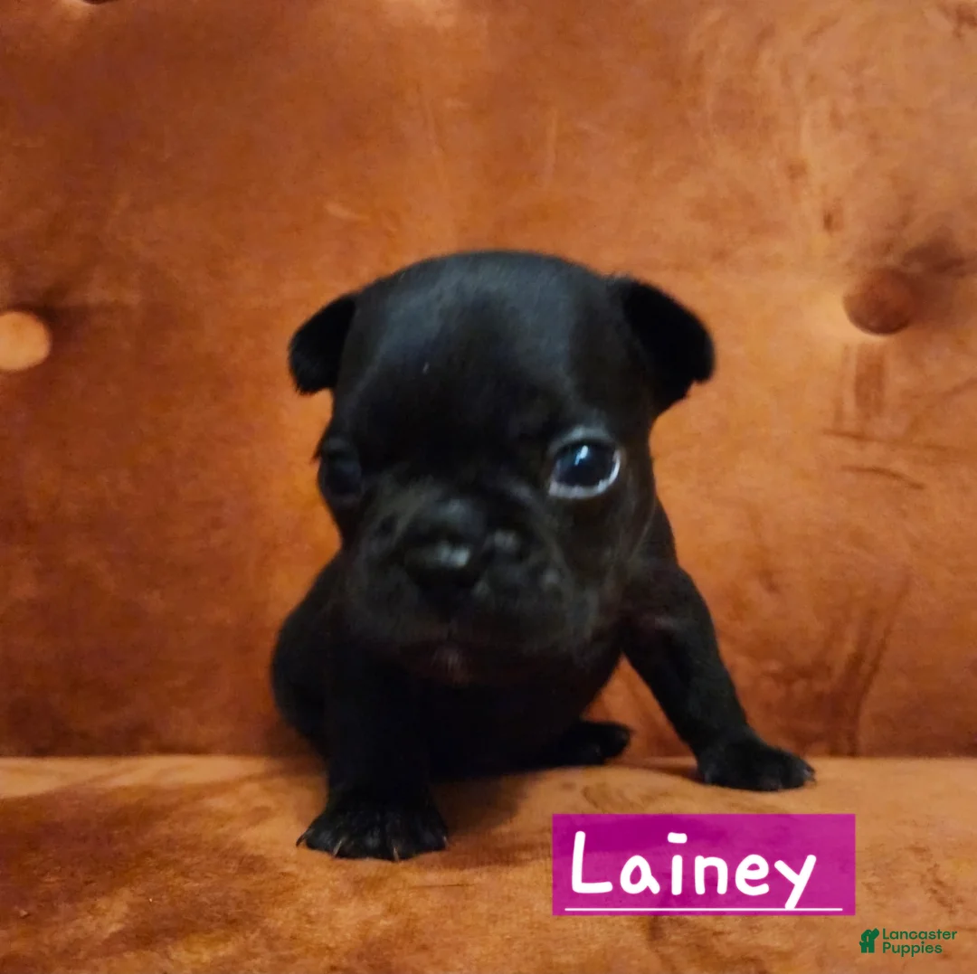 French Bulldog dogs for sale: Laney - Ad 2
