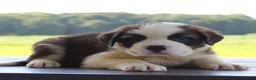 Saint Bernard dogs for sale: Missy - AKC Champion Bloodlines - Ad 5
