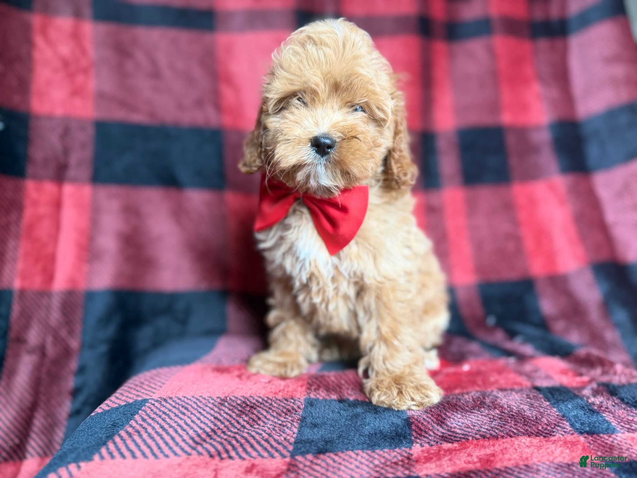 Cockapoo dogs Rover - Ad 21