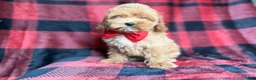 Cockapoo dogs for sale: Rover - Ad 1
