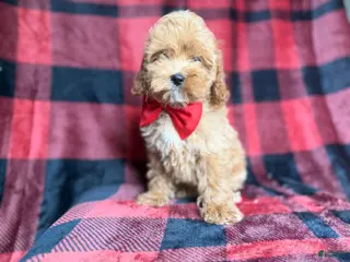 Cockapoo dogs Rover - Ad 21