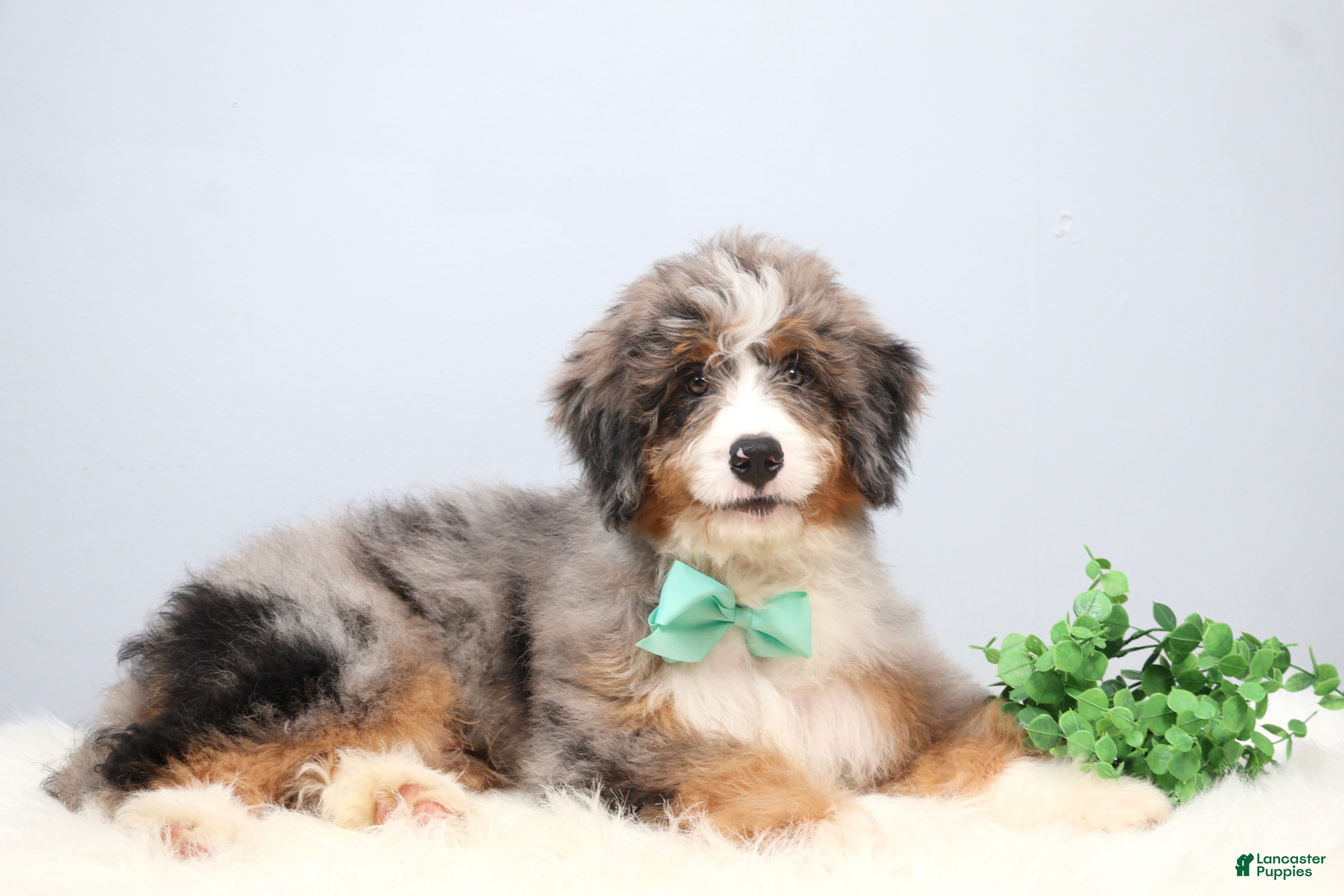 Mini Bernedoodle dogs Fido - Ad 2