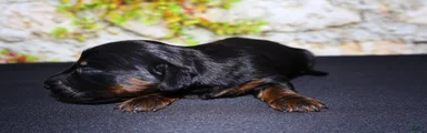 Miniature Dachshund Puppy 1