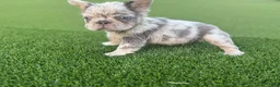 French Bulldog dogs for sale: Jetty - Ad 3