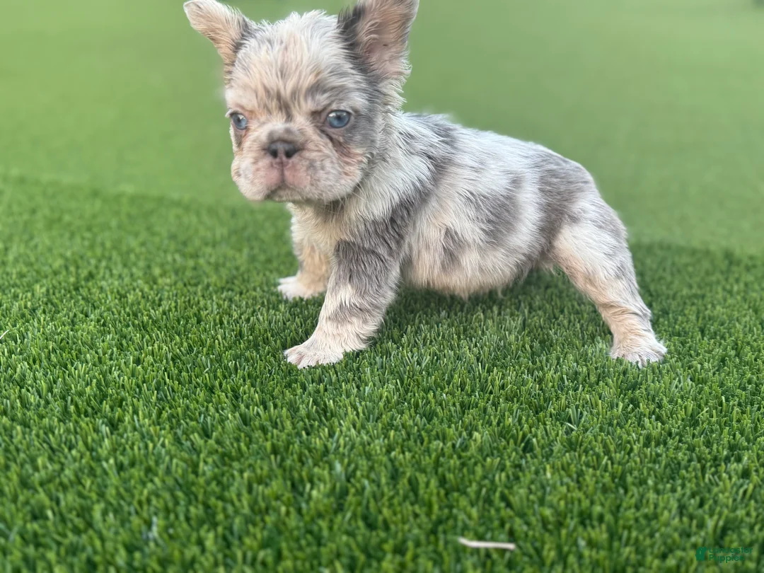 French Bulldog dogs for sale: Jetty - Ad 3