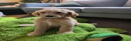 Labradoodle dogs for sale: Golden - Blue collar - Ad 4