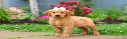 Golden Retriever dogs for sale: Beauty - Ad 6