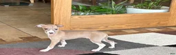 Italian Greyhound dogs for sale: Male fawn Italian Greyhound Puppy 2 - Ad 7