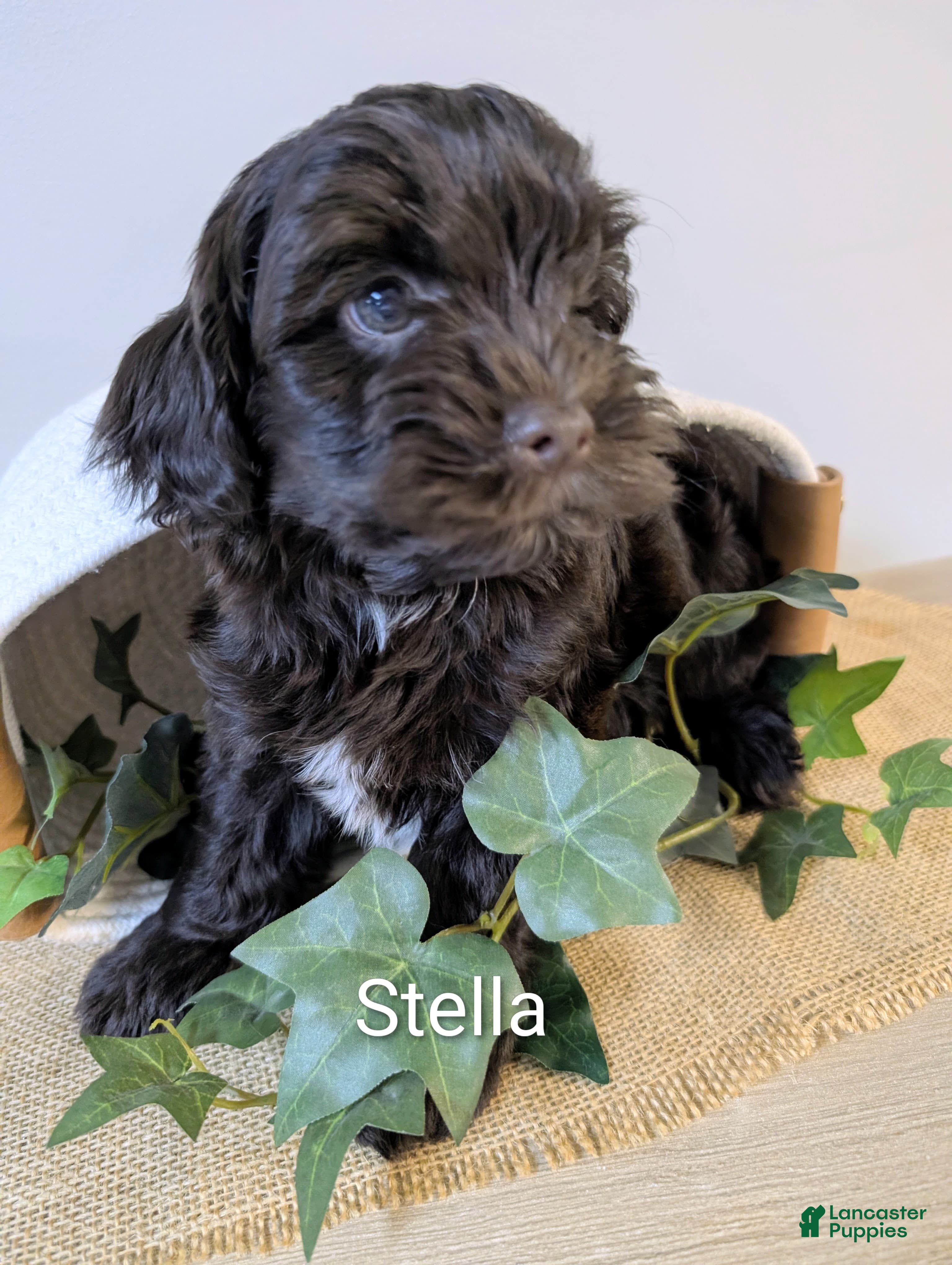Yorkiepoo dogs Stella - Ad 42