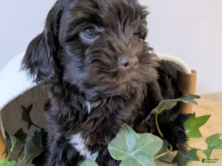 Yorkiepoo dogs Stella - Ad 42