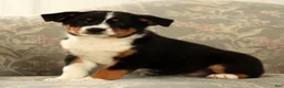 Australian Shepherd dogs for sale: Zoey - Ad 3