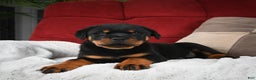 Rottweiler dogs for sale: Griffin / Mocha – Santos Ad-Dirah - Ad 9