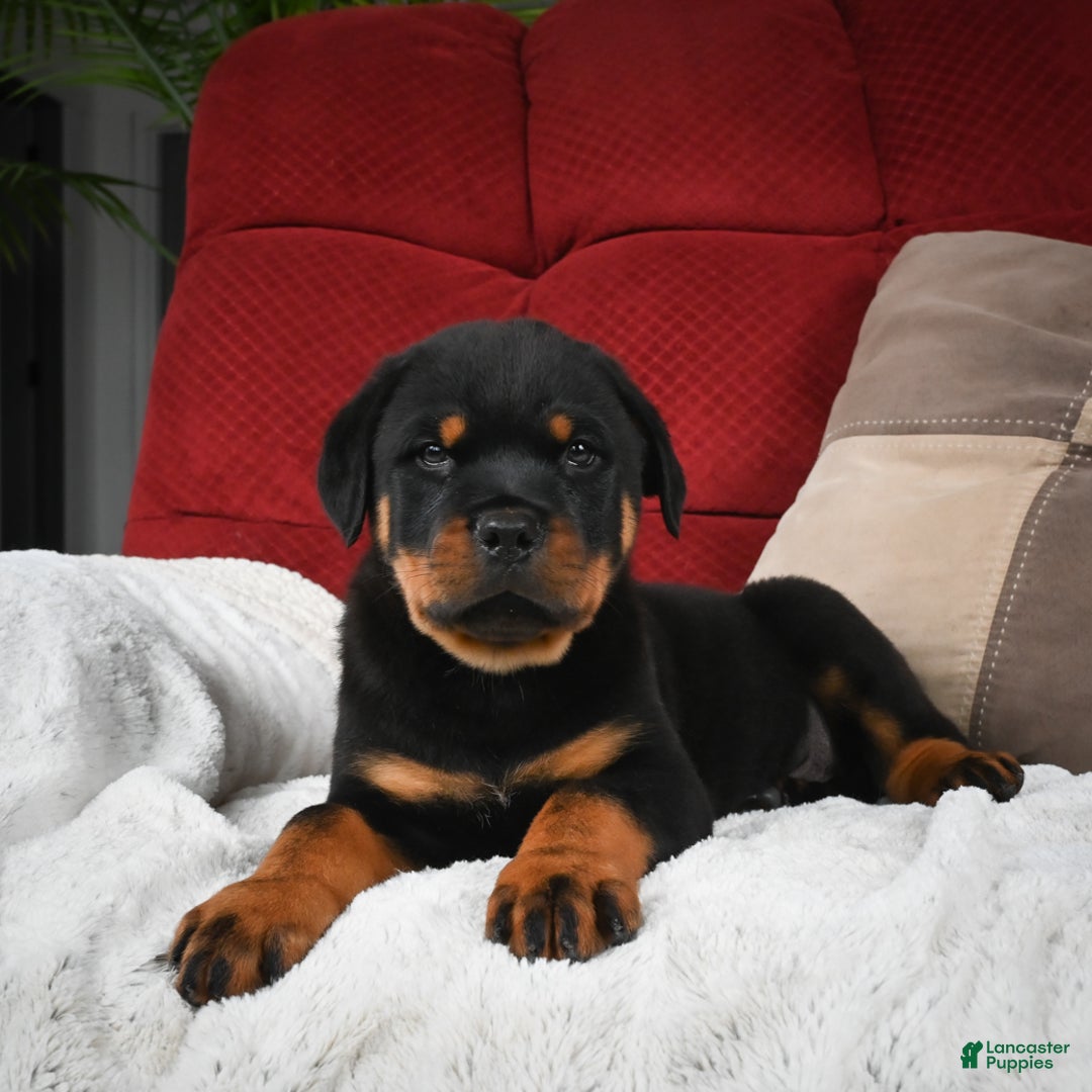 Rottweiler dogs for sale: Griffin / Mocha – Santos Ad-Dirah - Ad 9