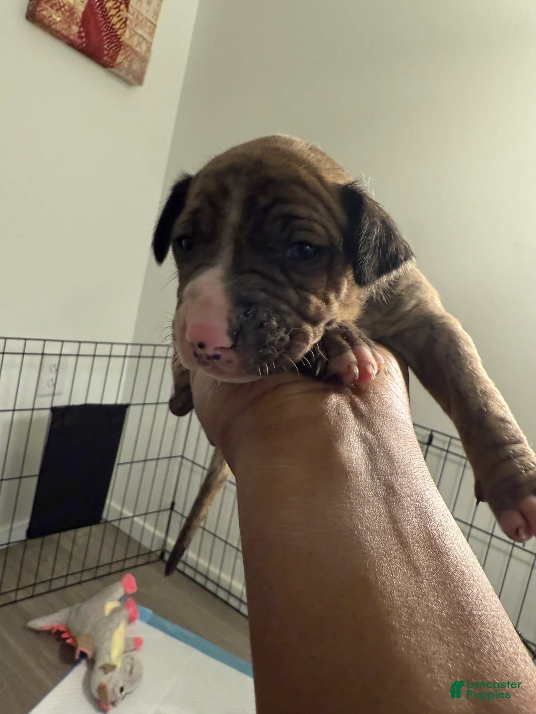 Mixed Breed dogs for sale: Mixed Breed Puppy 5 - Ad 1