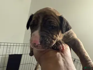 Mixed Breed dogs Mixed Breed Puppy 5 - Ad 5