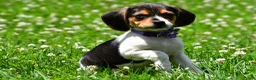Beagle dogs for sale: Vicky - Ad 3