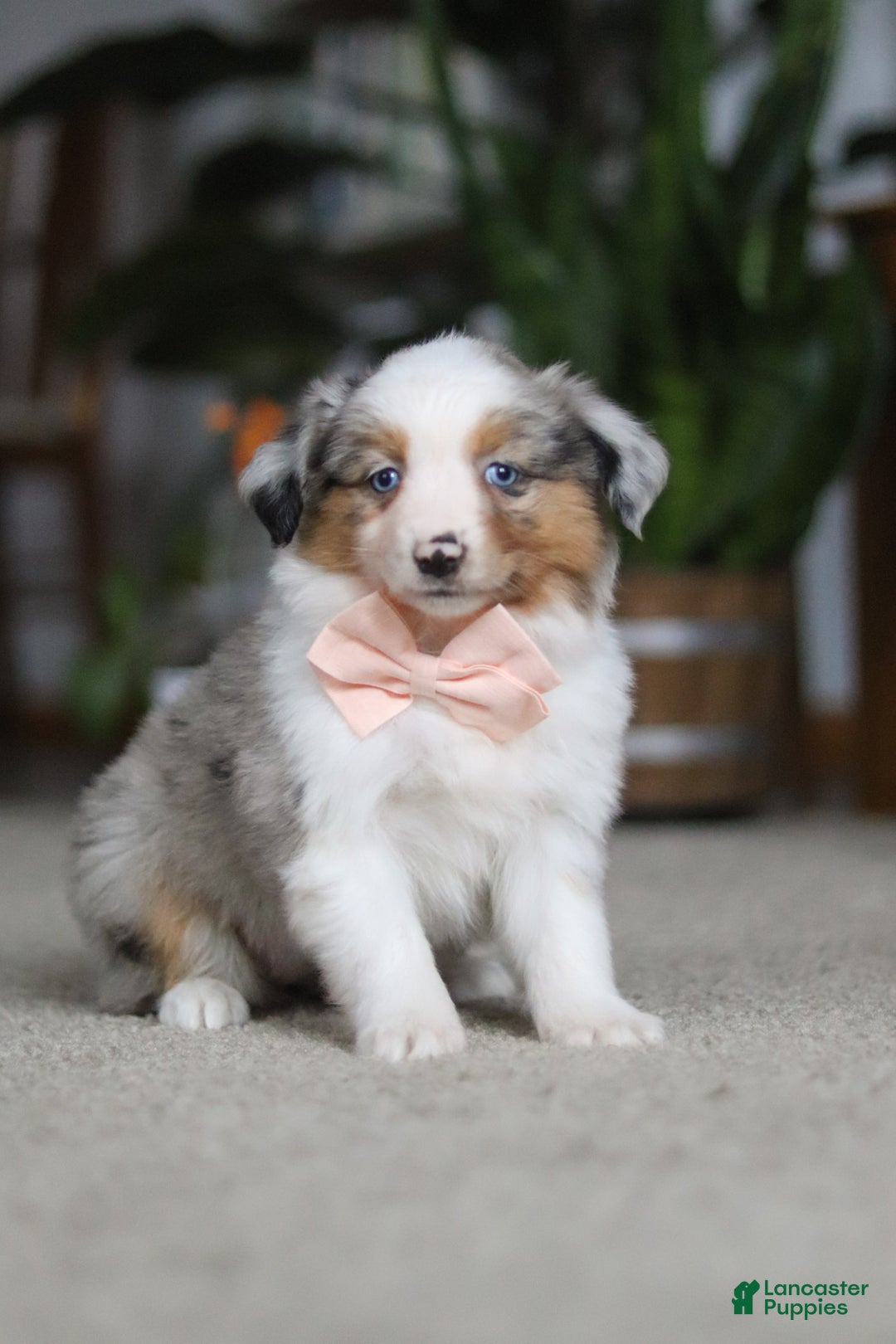 Miniature Australian Shepherd dogs for sale: Mia - Ad 4