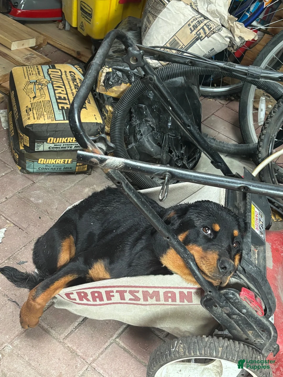 Rottweiler dogs for sale: Rottweiler 1 - Ad 2
