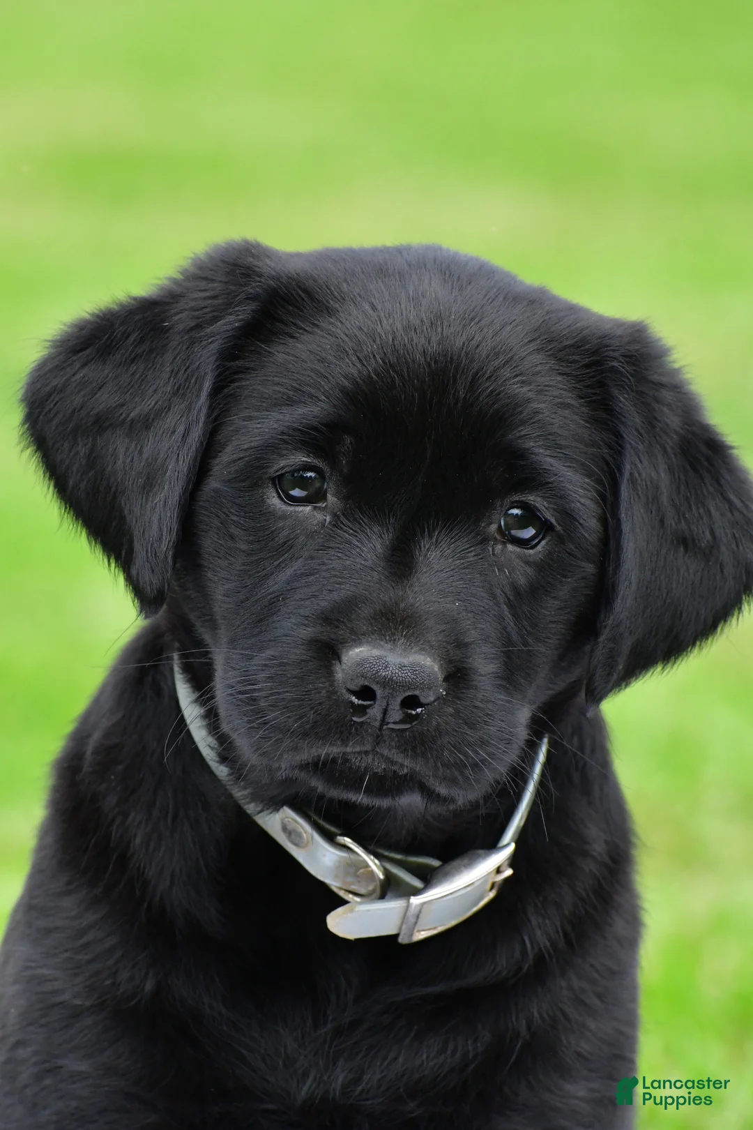 Labrador Retriever dogs for sale: Daisy - Ad 1