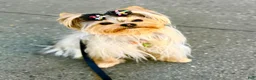 Yorkshire Terrier dogs for stud: Henri Houdini  - Ad 2