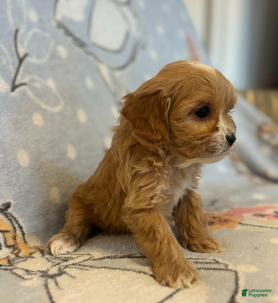 Cavapoo dogs for sale: Bill - Ad 10