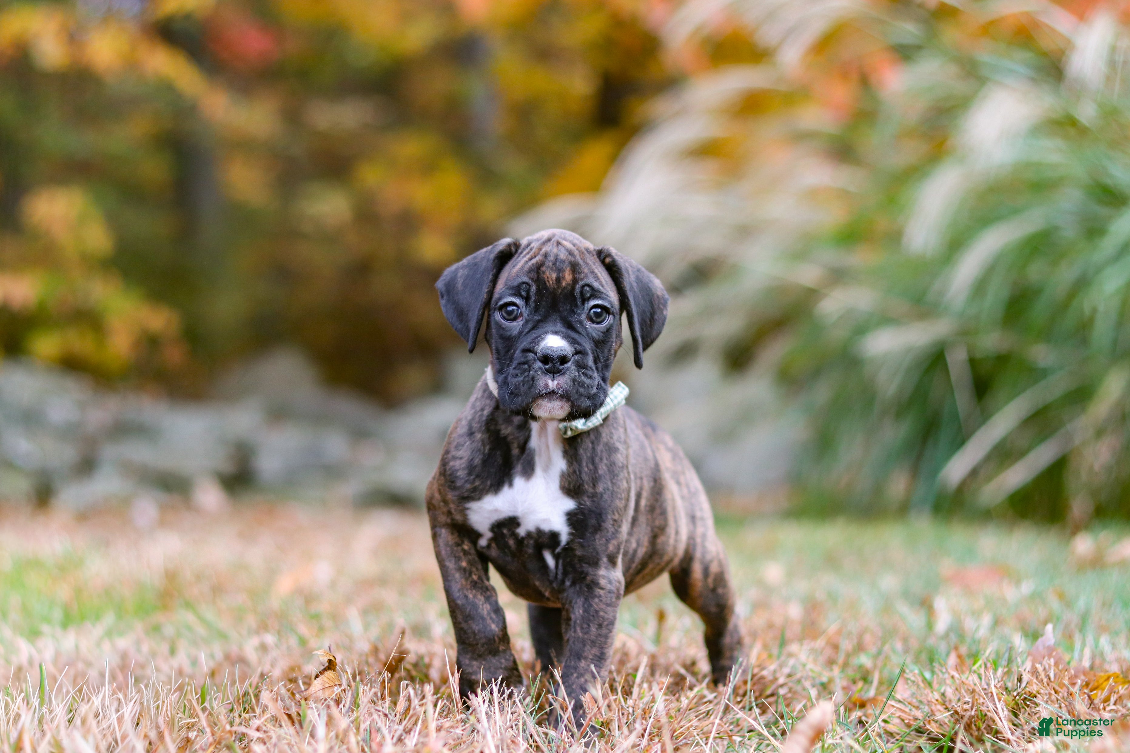 Boxer dogs for sale: Luca - Ad 2
