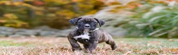 Boxer dogs for sale: Luca - Ad 2