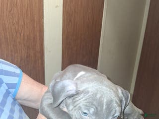 American Pit Bull Terrier dogs American Pit Bull Terrier Puppy 2 - Ad 24