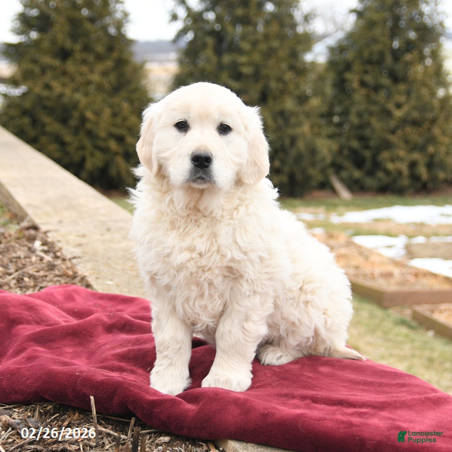 Golden Retriever dogs Stella - Ad 1