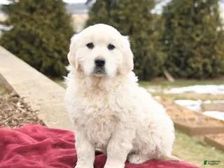 Golden Retriever dogs for sale: Stella - Ad 4