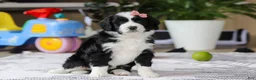 Bernedoodle dogs for sale: Kaylee - Ad 3