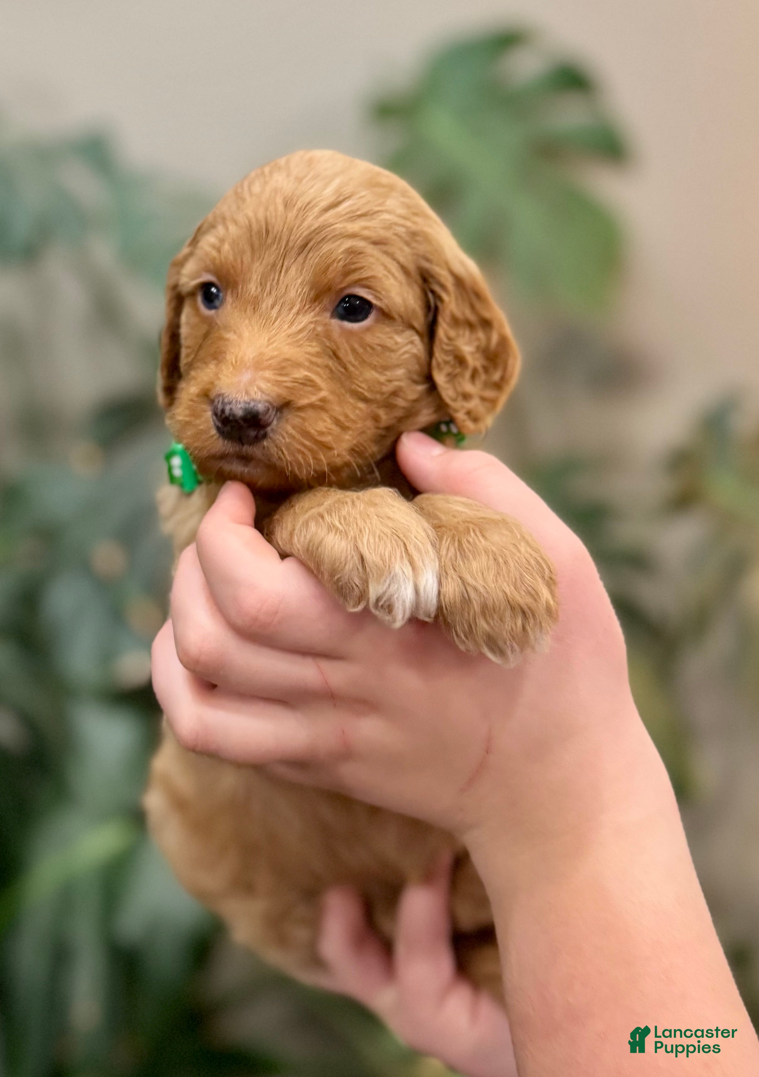 Goldendoodle dogs Leo - Ad 4