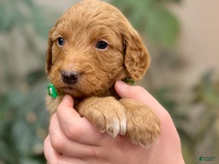 Goldendoodle dogs Leo - Ad 21