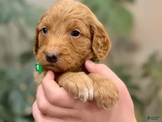 Goldendoodle dogs Leo - Ad 20