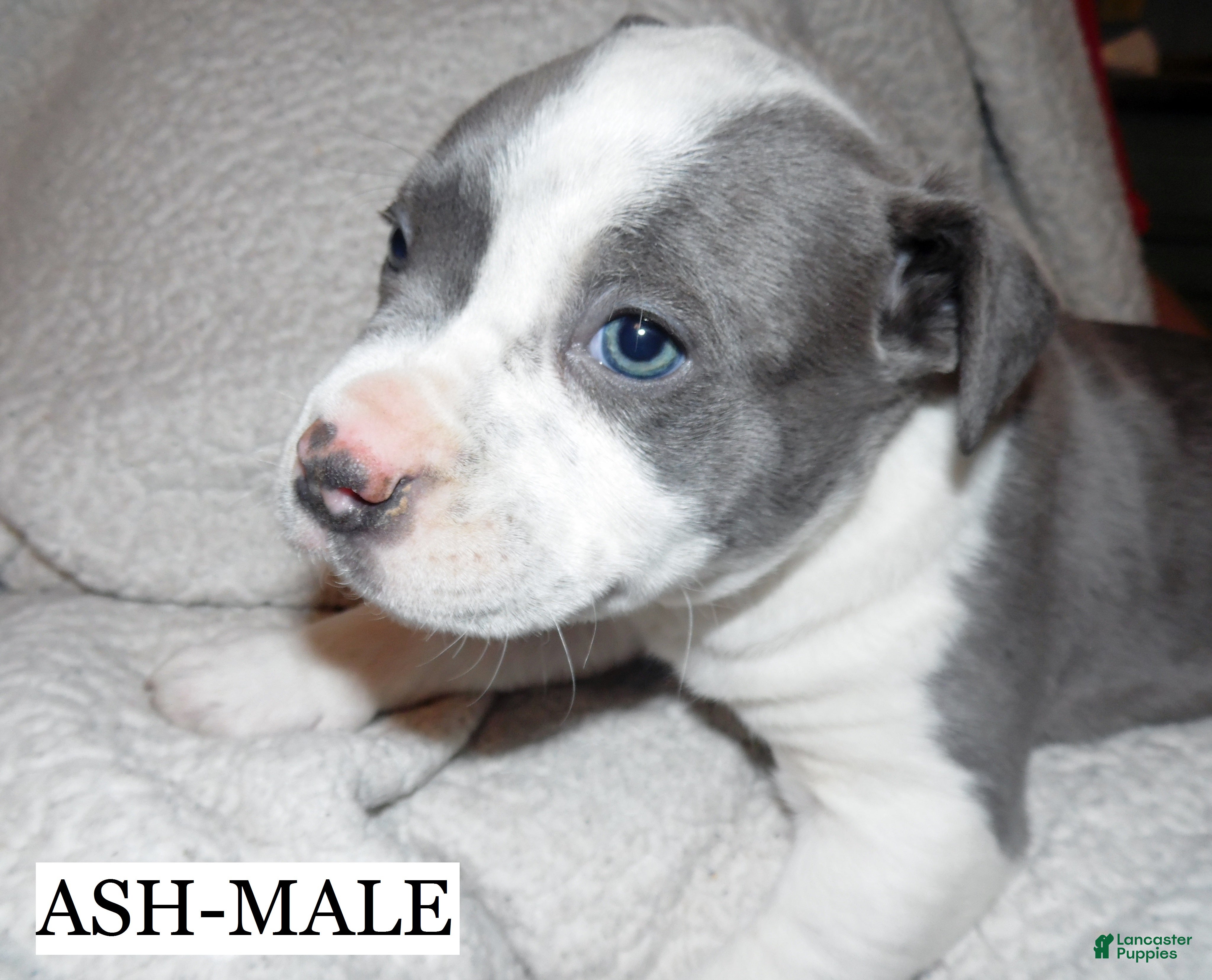 American Pit Bull Terrier dogs ASH - Ad 17